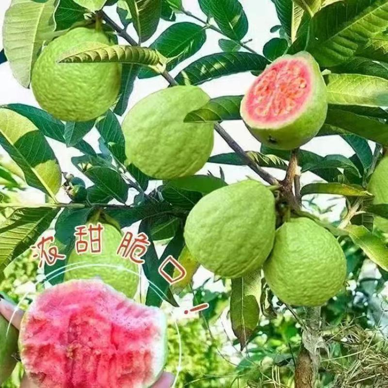 番石榴果树苗嫁接四季珍珠奶油帝王红宝石无籽胭脂红心西瓜芭