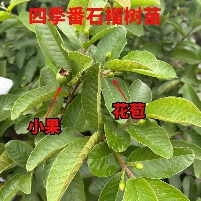 番石榴果树苗嫁接四季珍珠奶油帝王红宝石无籽胭脂红心西瓜芭
