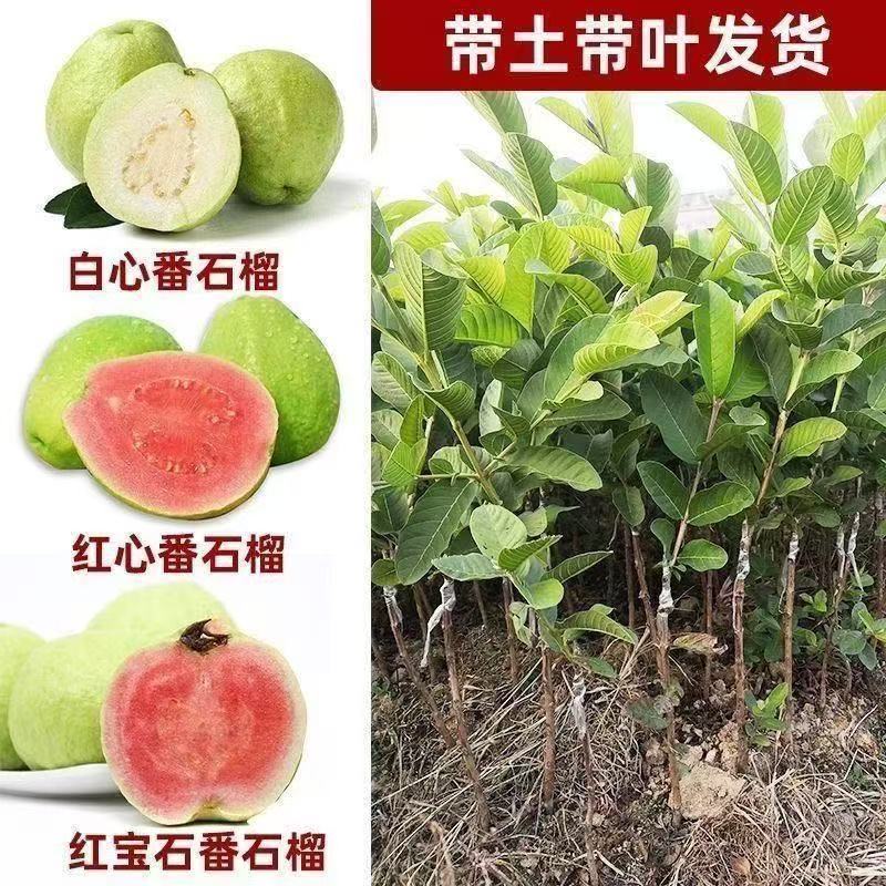 番石榴果树苗嫁接四季珍珠奶油帝王红宝石无籽胭脂红心西瓜芭