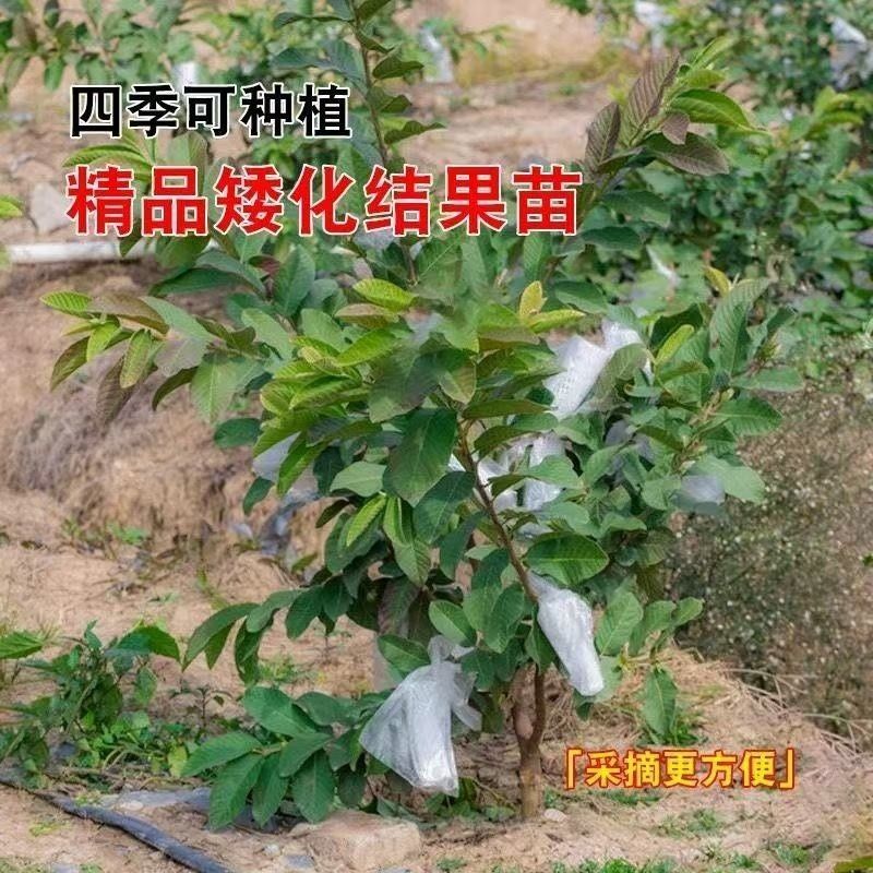 番石榴果树苗嫁接四季珍珠奶油帝王红宝石无籽胭脂红心西瓜芭