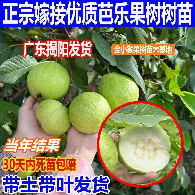 番石榴果树苗嫁接四季珍珠奶油帝王红宝石无籽胭脂红心西瓜芭