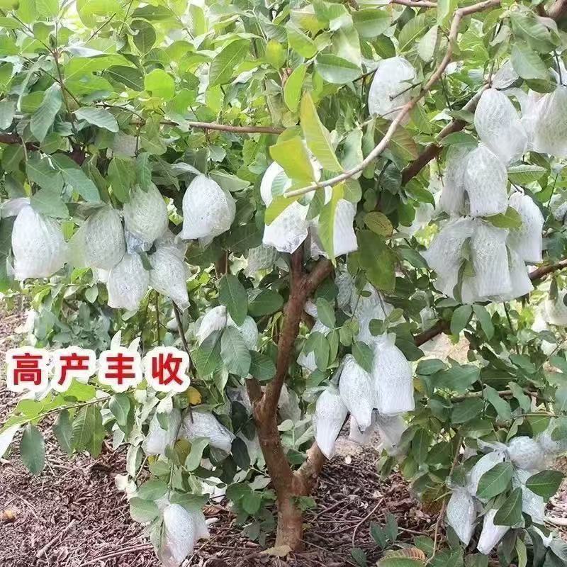 番石榴果树苗嫁接四季珍珠奶油帝王红宝石无籽胭脂红心西瓜芭