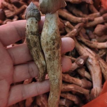 鸡枞菌
