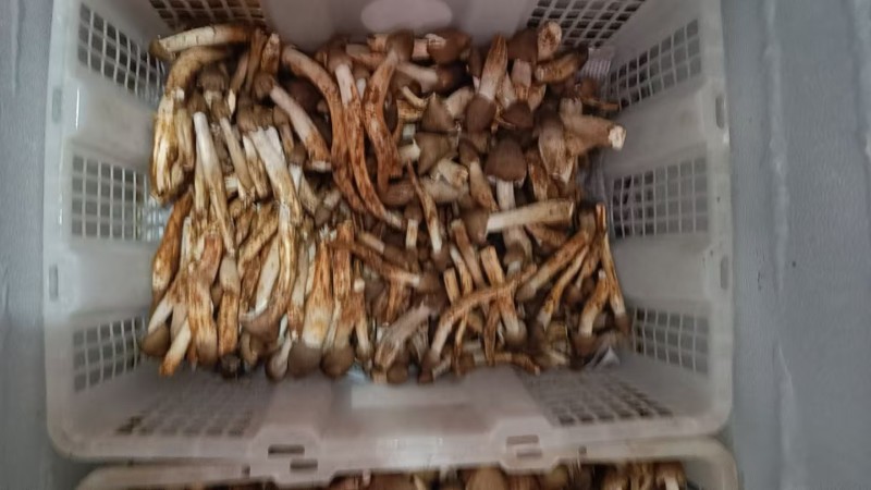 鸡枞菌