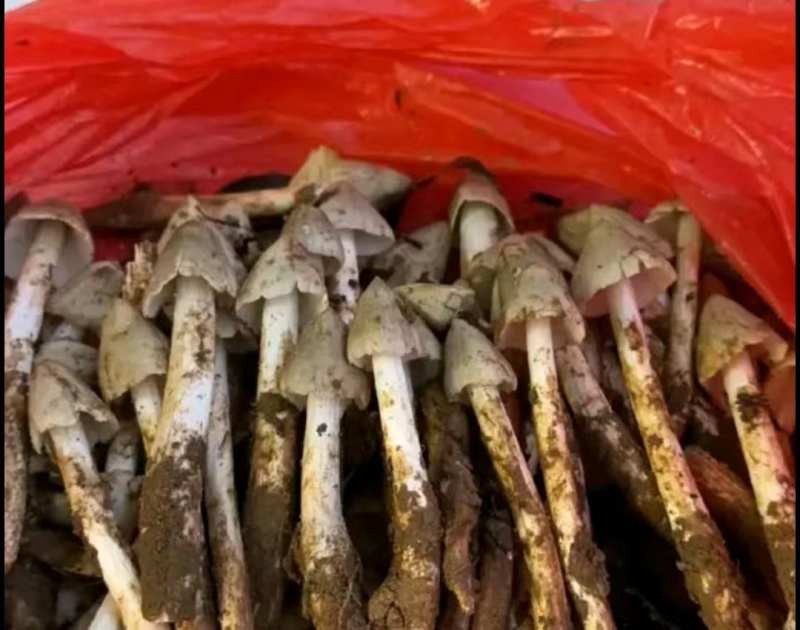 鸡枞菌