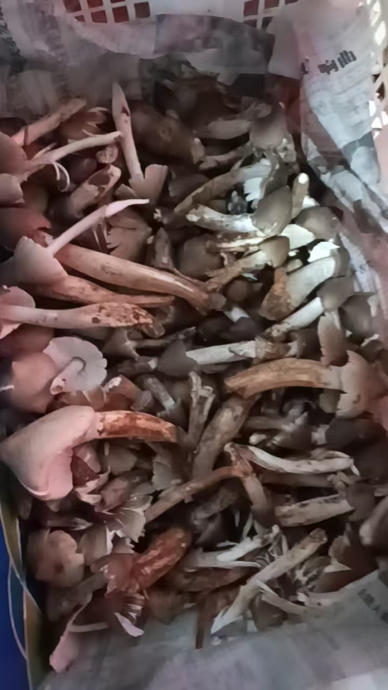 鸡枞菌