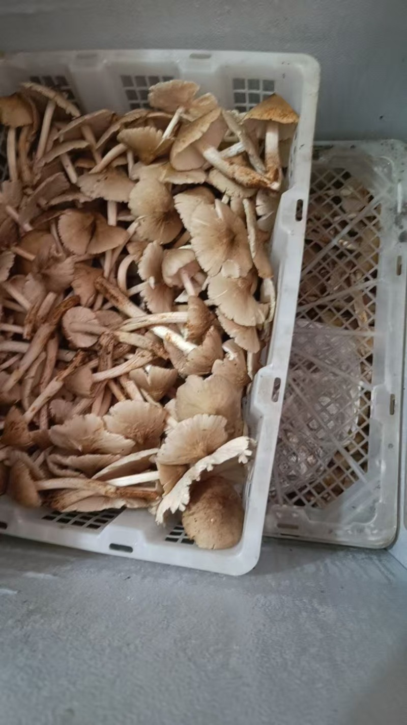 鸡枞菌