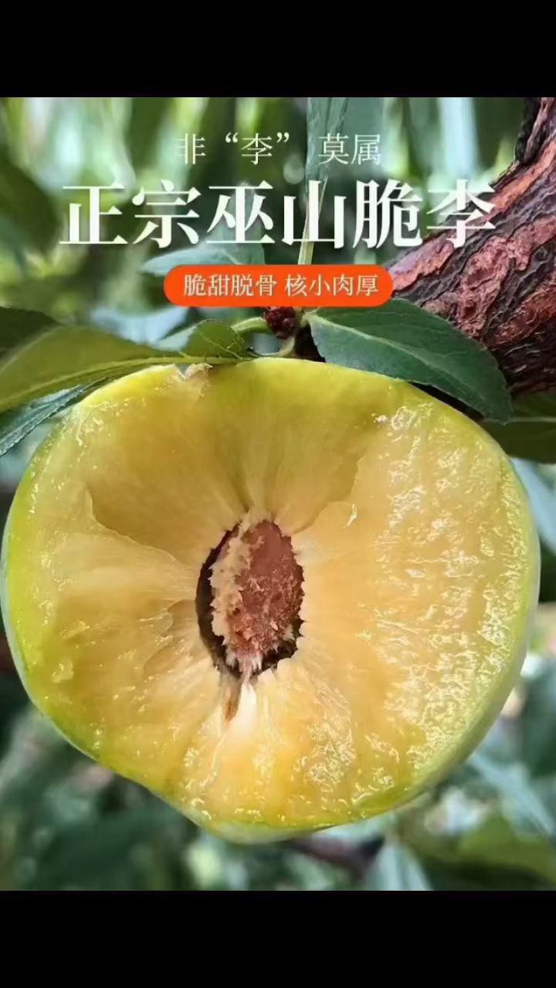 巫山青脆李