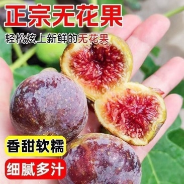 无花果树苗特大果矮化盆栽波姬红无花果树苗当年结果无花果大