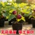 无花果树苗特大果矮化盆栽波姬红无花果树苗当年结果无花果大