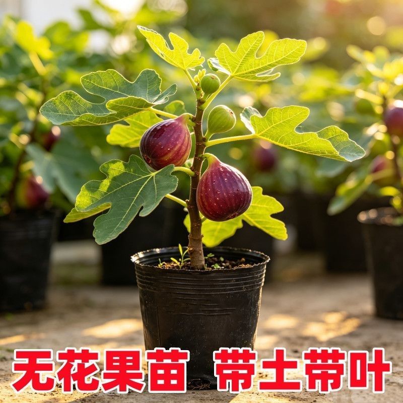 无花果树苗特大果矮化盆栽波姬红无花果树苗当年结果无花果大