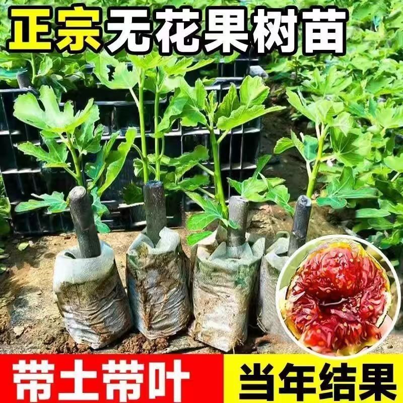 无花果树苗特大果矮化盆栽波姬红无花果树苗当年结果无花果大