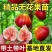 无花果树苗特大果矮化盆栽波姬红无花果树苗当年结果无花果大