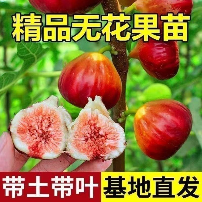 无花果树苗特大果矮化盆栽波姬红无花果树苗当年结果无花果大