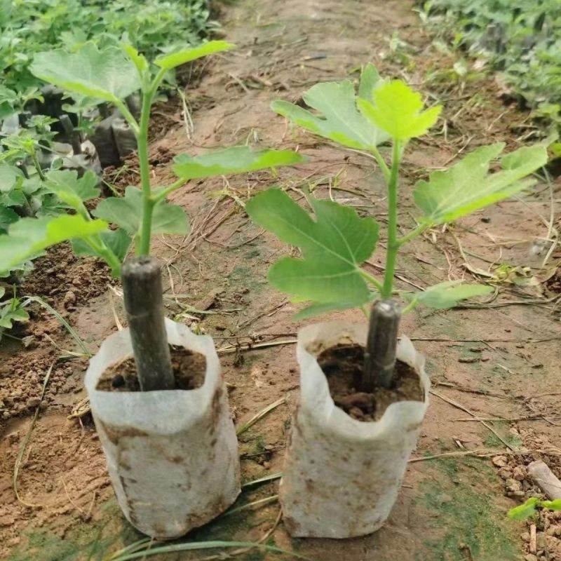 无花果树苗特大果矮化盆栽波姬红无花果树苗当年结果无花果大