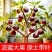 无花果树苗特大果矮化盆栽波姬红无花果树苗当年结果无花果大