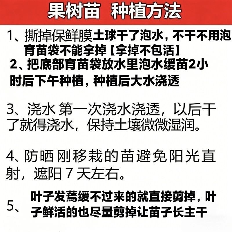 无花果树苗特大果矮化盆栽波姬红无花果树苗当年结果无花果大