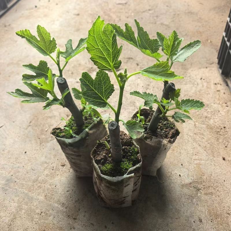 无花果树苗特大果矮化盆栽波姬红无花果树苗当年结果无花果大