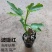 无花果树苗特大果矮化盆栽波姬红无花果树苗当年结果无花果大
