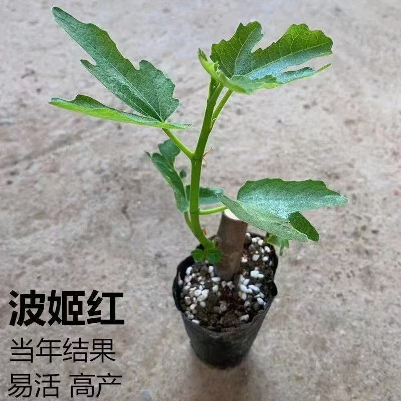 无花果树苗特大果矮化盆栽波姬红无花果树苗当年结果无花果大