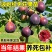 无花果树苗特大果矮化盆栽波姬红无花果树苗当年结果无花果大