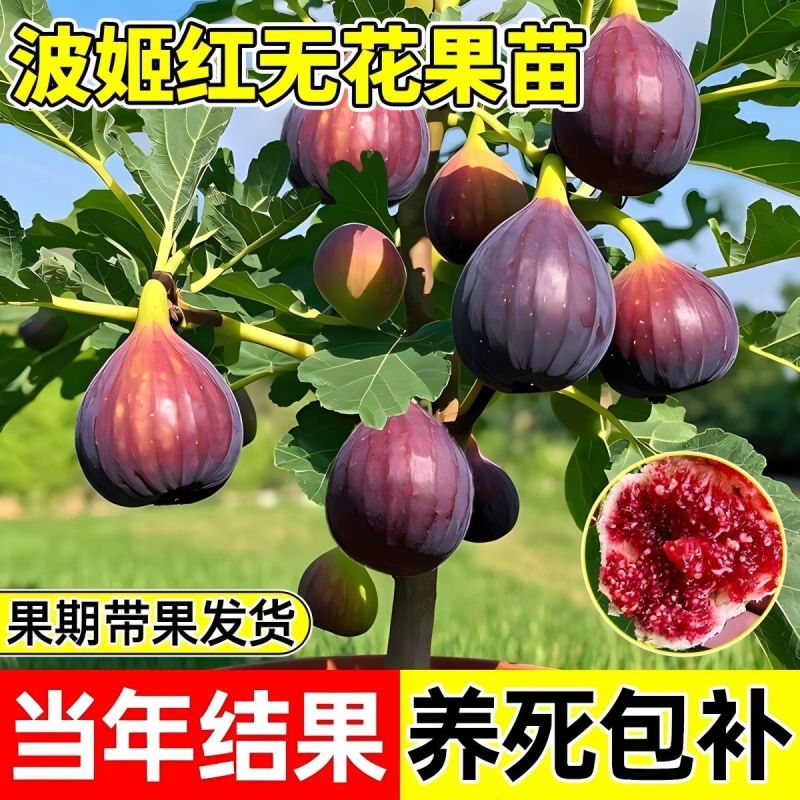 无花果树苗特大果矮化盆栽波姬红无花果树苗当年结果无花果大