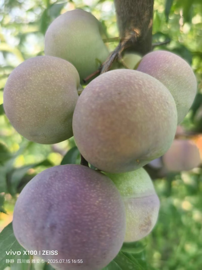 四川半边红李子，大量现货供应，脆甜多汁，保质保量视频看货