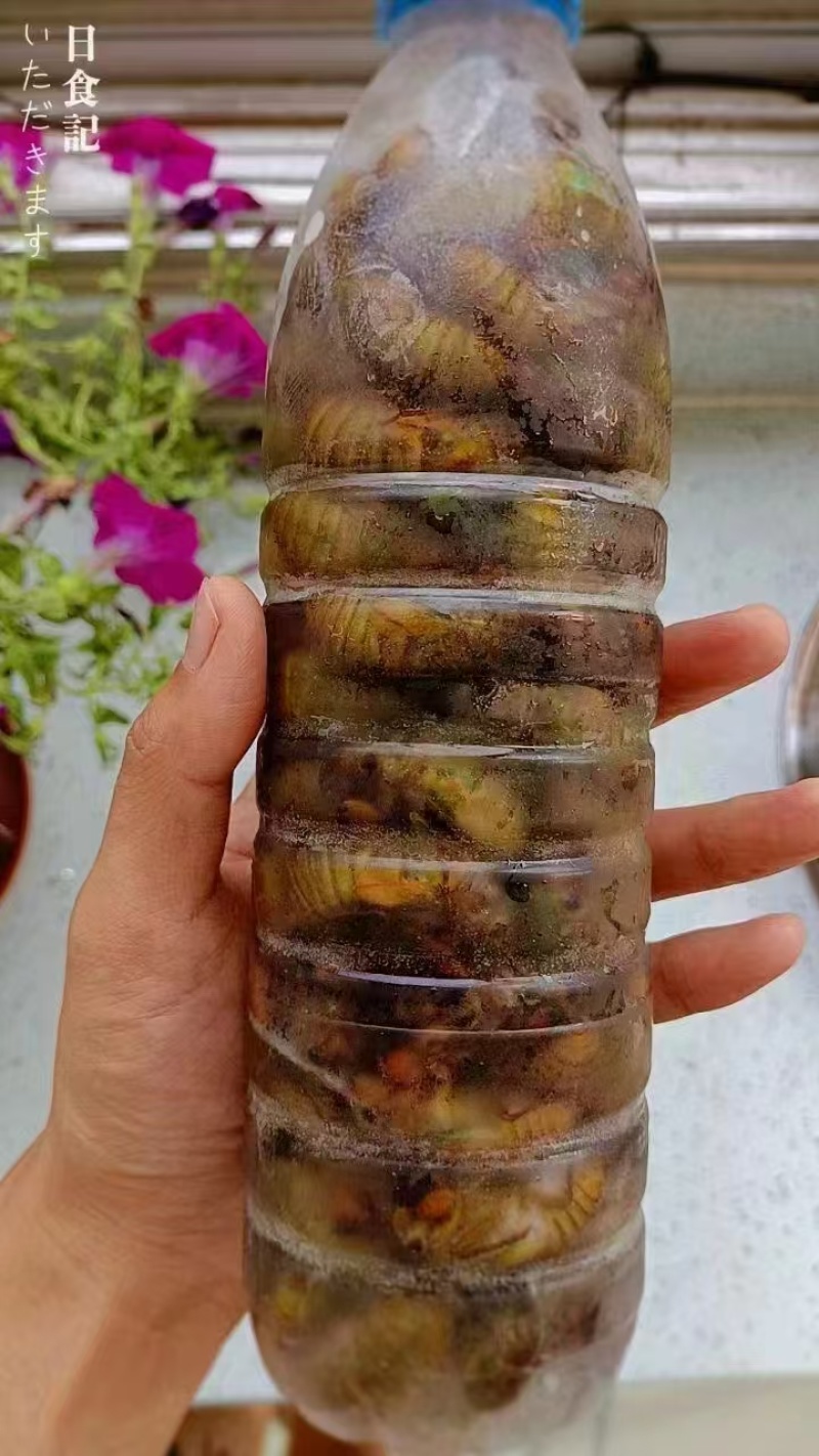 新鲜金蝉杜仲蝉竹蝉批发知了猴爬蚱爬树猴大量批发