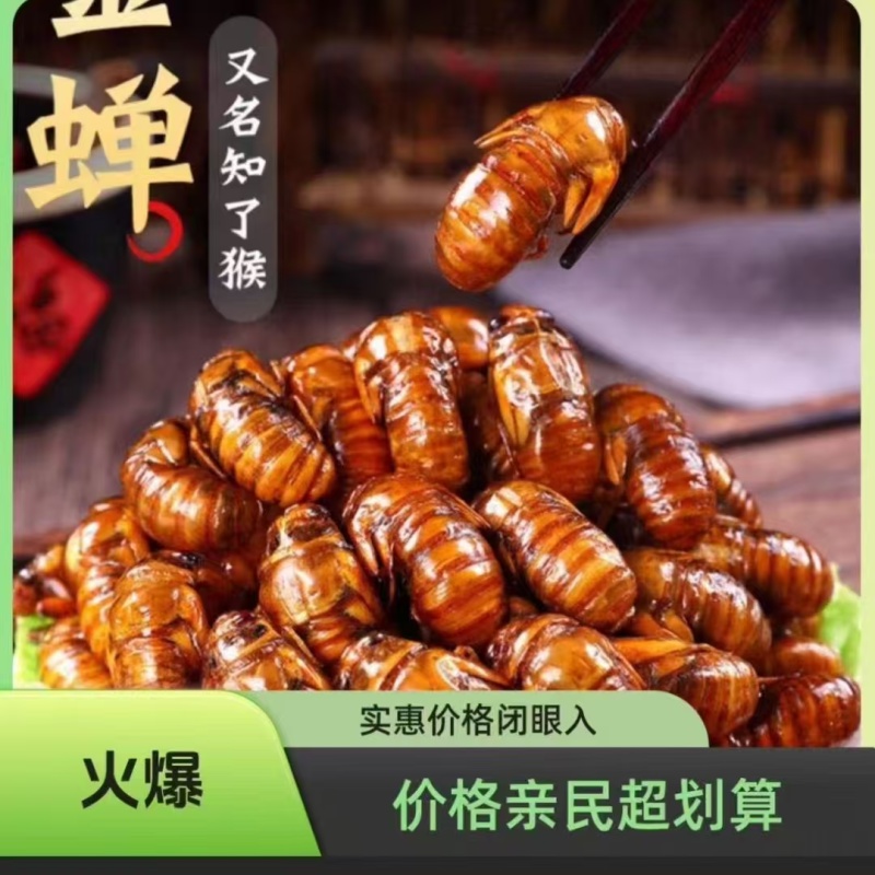 新鲜金蝉杜仲蝉竹蝉批发知了猴爬蚱爬树猴大量批发