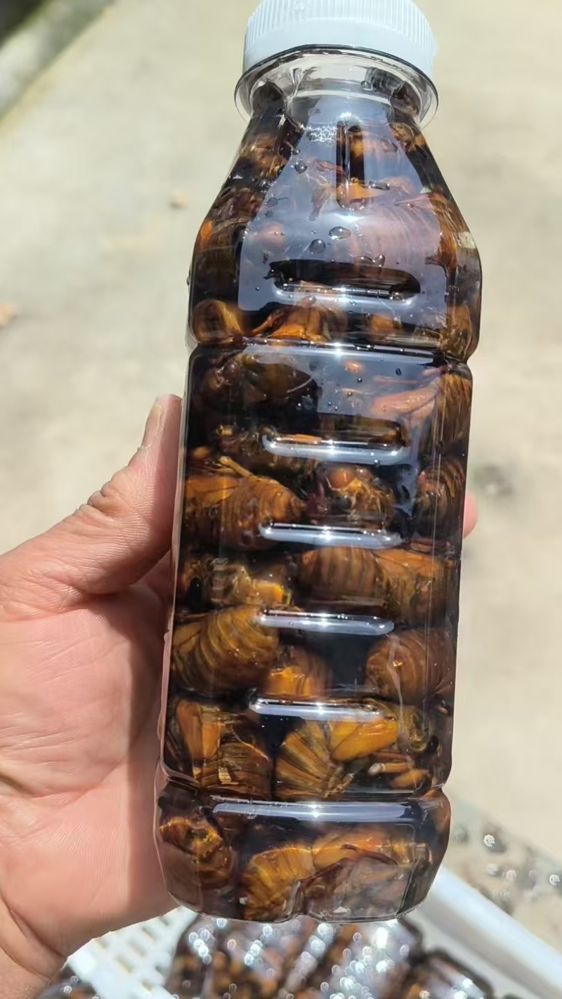 新鲜金蝉杜仲蝉竹蝉批发知了猴爬蚱爬树猴大量批发
