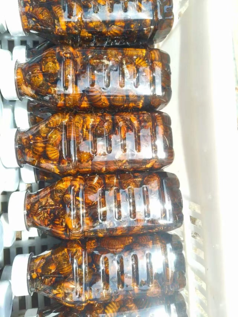 新鲜金蝉杜仲蝉竹蝉批发知了猴爬蚱爬树猴大量批发