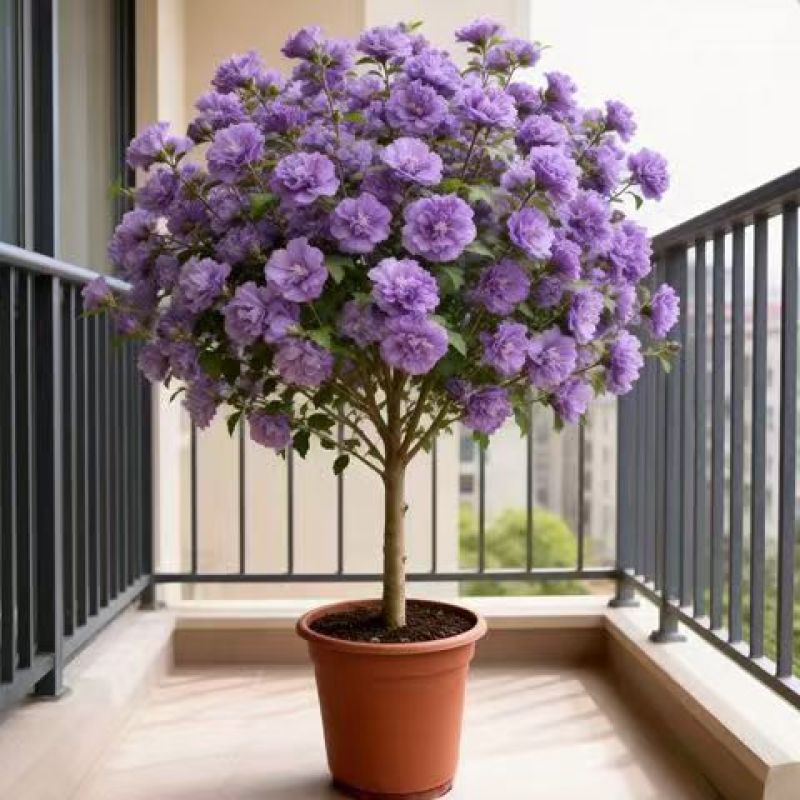 木槿花树苗重瓣阳台庭院花卉盆栽耐寒四季好养包成活好养殖