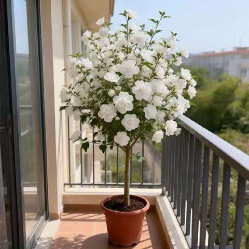 木槿花树苗重瓣阳台庭院花卉盆栽耐寒四季好养包成活好养殖