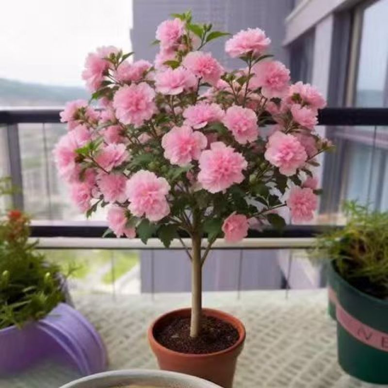 木槿花树苗重瓣阳台庭院花卉盆栽耐寒四季好养包成活好养殖