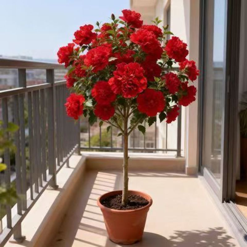 木槿花树苗重瓣阳台庭院花卉盆栽耐寒四季好养包成活好养殖