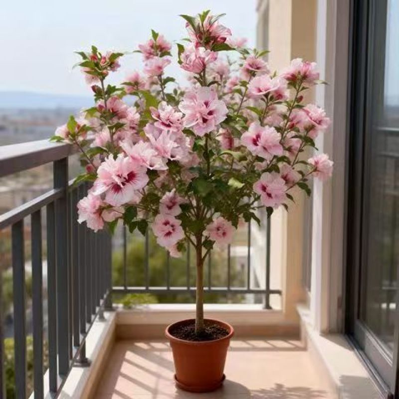 木槿花树苗重瓣阳台庭院花卉盆栽耐寒四季好养包成活好养殖