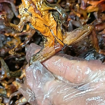 腊田鸡