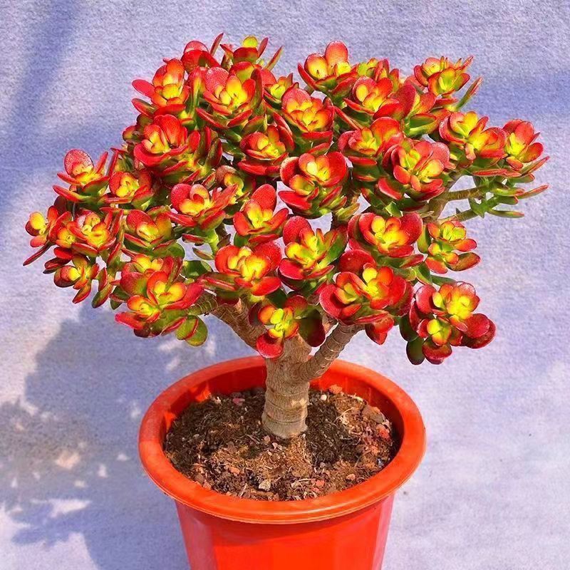 多肉植物红叶大全摇钱树玉树群生多头老桩新花绿植花卉