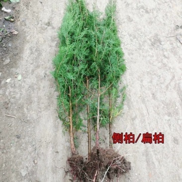 松柏树苗柏树苗松树苗塔柏树苗龙柏树苗植物节塔松圆柏绿