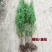 松柏树苗柏树苗松树苗塔柏树苗龙柏树苗植物节塔松圆柏绿