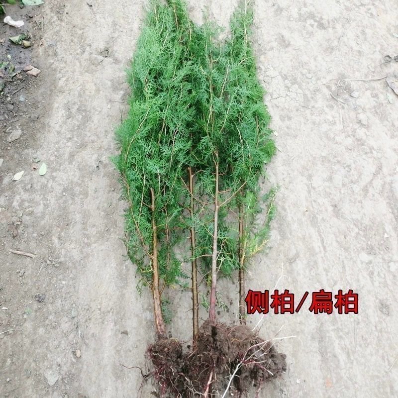 松柏树苗柏树苗松树苗塔柏树苗龙柏树苗植物节塔松圆柏绿