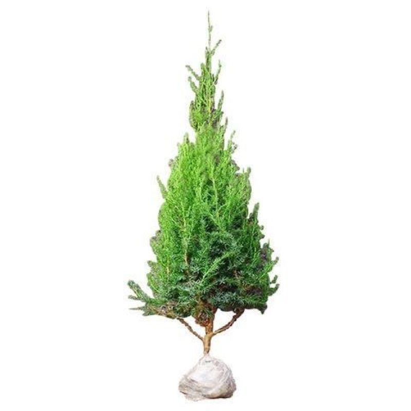 松柏树苗柏树苗松树苗塔柏树苗龙柏树苗植物节塔松圆柏绿