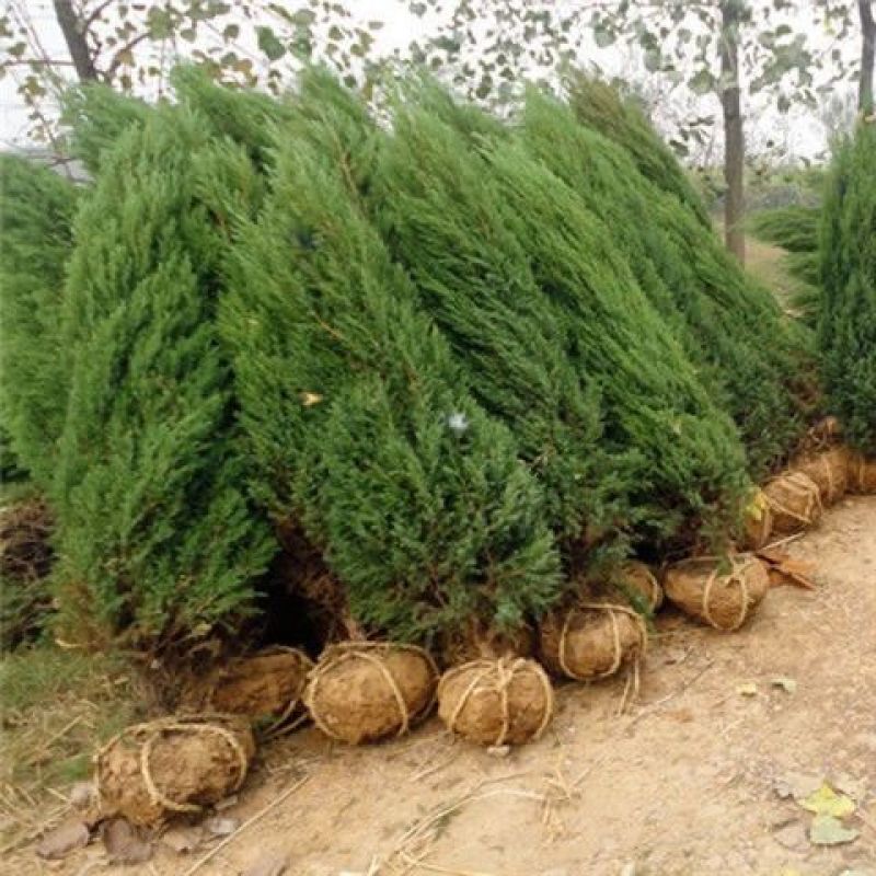 松柏树苗柏树苗松树苗塔柏树苗龙柏树苗植物节塔松圆柏绿