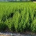 松柏树苗柏树苗松树苗塔柏树苗龙柏树苗植物节塔松圆柏绿