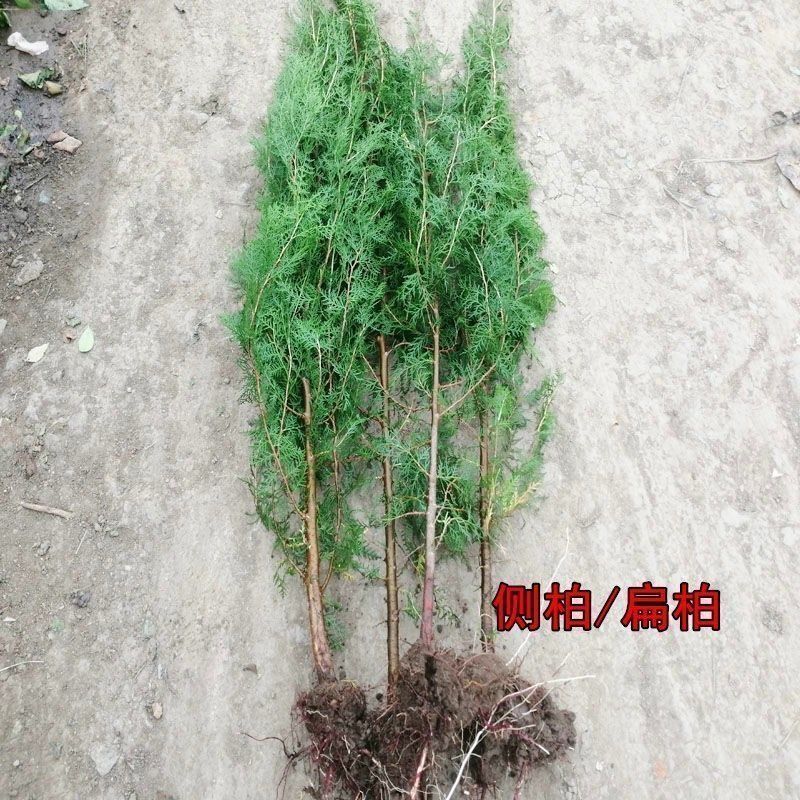 松柏树苗柏树苗松树苗塔柏树苗龙柏树苗植物节塔松圆柏绿