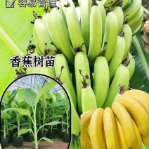 广西威廉斯香蕉树苗巴西蕉粉蕉树苗中蕉树苗当年结果庭院四季