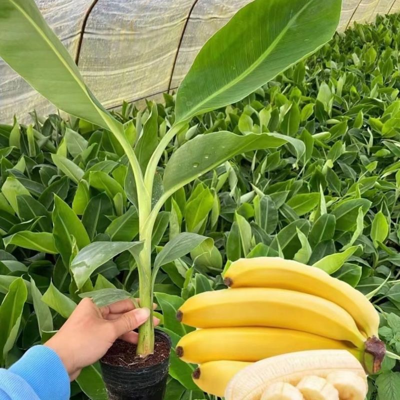 广西威廉斯香蕉树苗巴西蕉粉蕉树苗中蕉树苗当年结果庭院四季