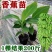 广西威廉斯香蕉树苗巴西蕉粉蕉树苗中蕉树苗当年结果庭院四季