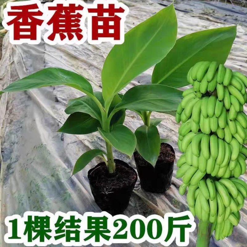 广西威廉斯香蕉树苗巴西蕉粉蕉树苗中蕉树苗当年结果庭院四季