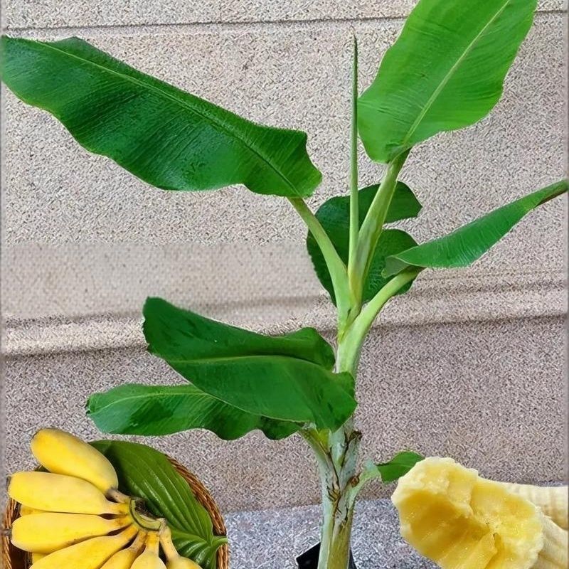 广西威廉斯香蕉树苗巴西蕉粉蕉树苗中蕉树苗当年结果庭院四季